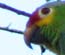 Tikal Red Lored Parrot